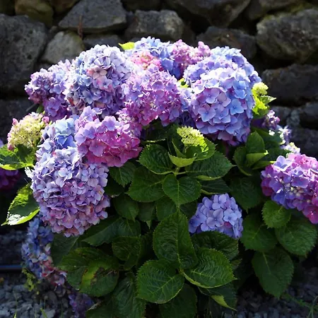 Capelinhos ヴィラ